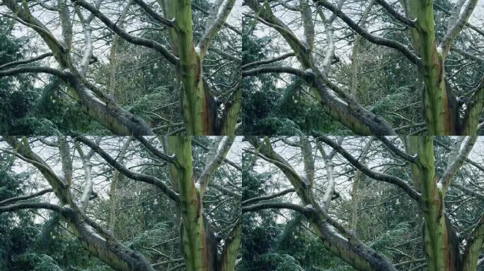 冬天光秃秃的树枝上下雪 -- 捷径