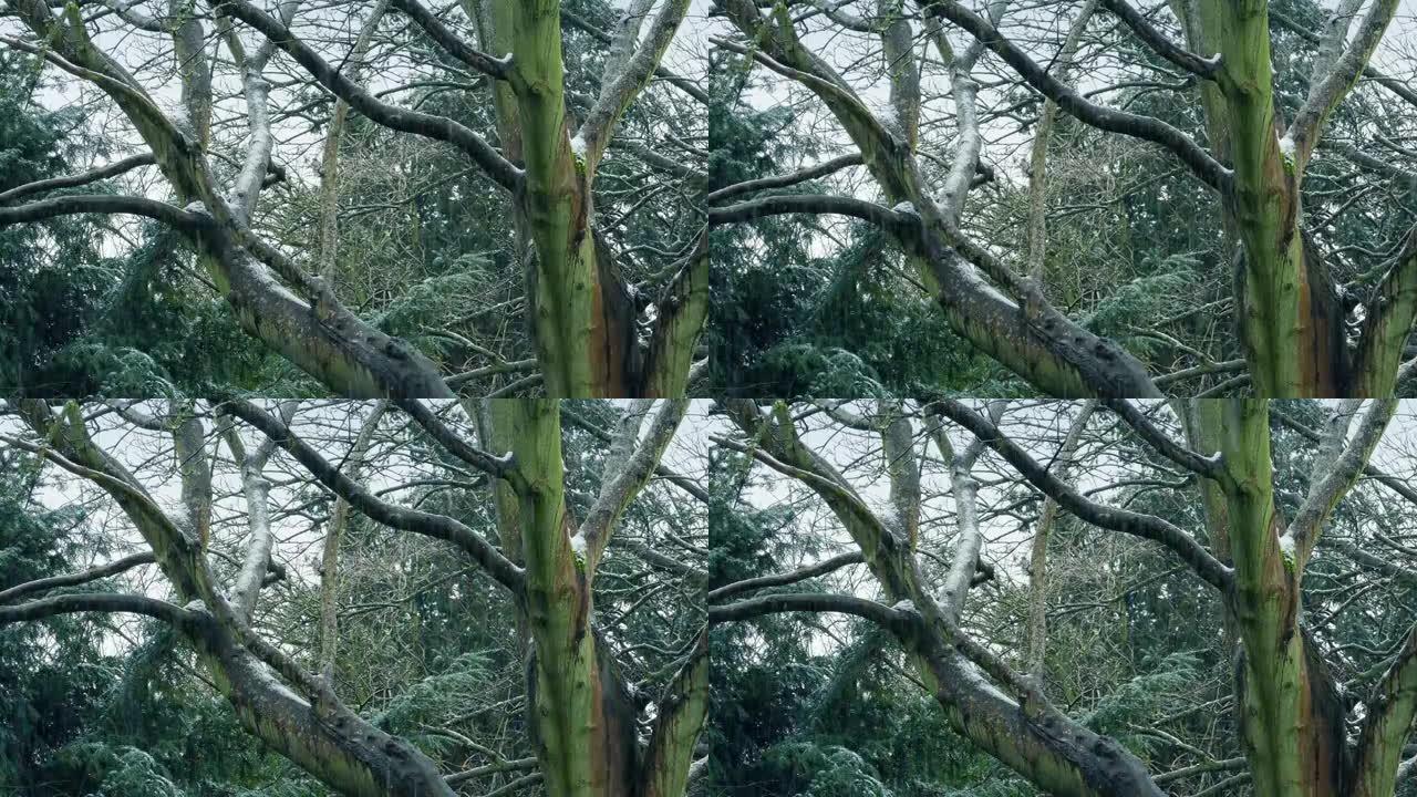 冬天光秃秃的树枝上下雪 -- 捷径