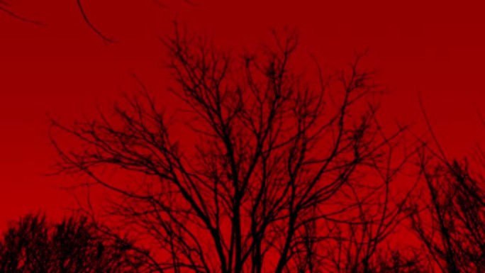 在可怕的红色天空上绕着光秃秃的树