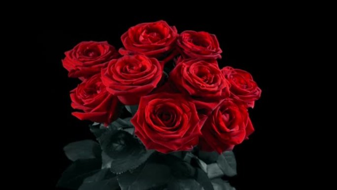 单色盘旋镜头上的红玫瑰
