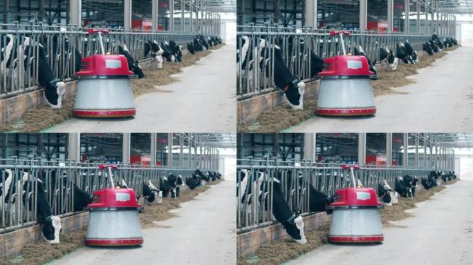 机器人饲料推进器正在与母牛一起沿着棚子移动