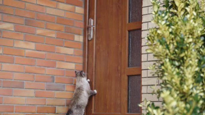 WS Cat跳上门把手打开入口门