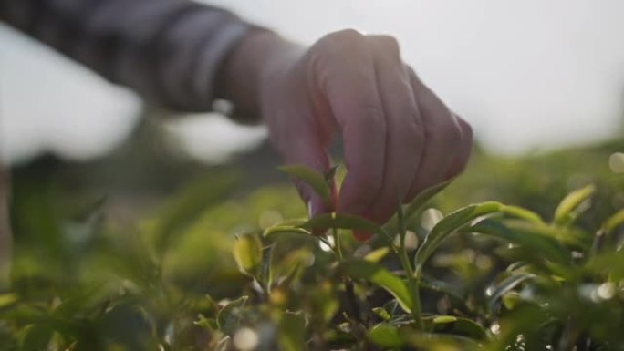 亚洲女农民早上采摘小绿茶叶