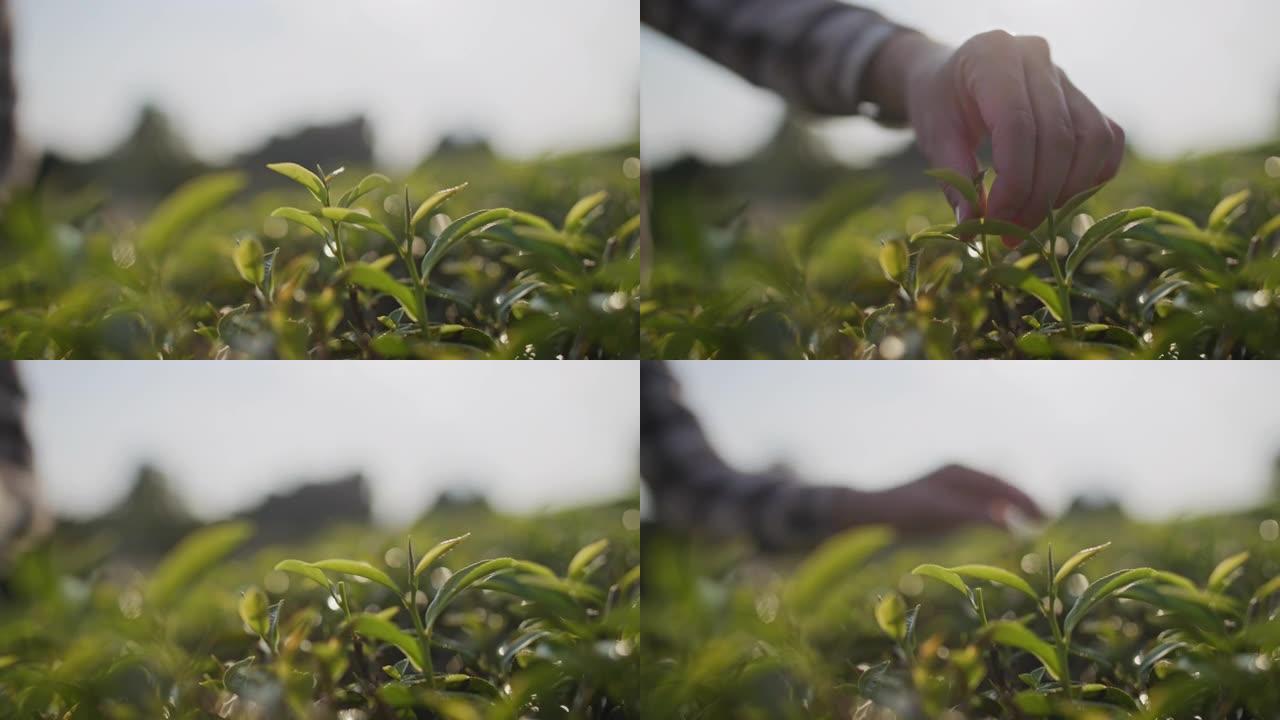 亚洲女农民早上采摘小绿茶叶