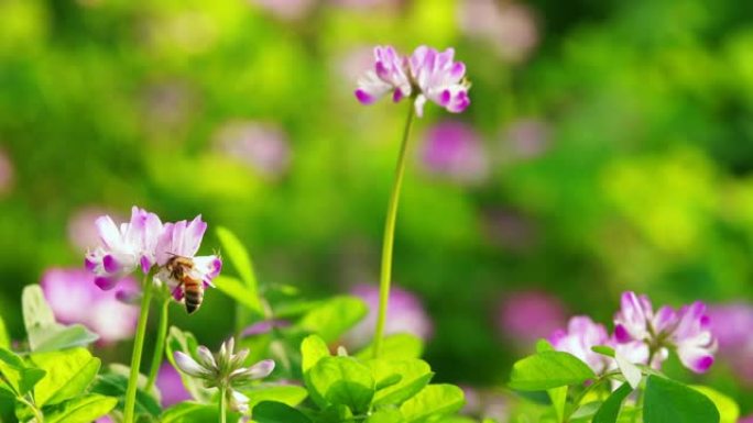 春天花上的蜜蜂开放的花卉美丽的花香气四溢