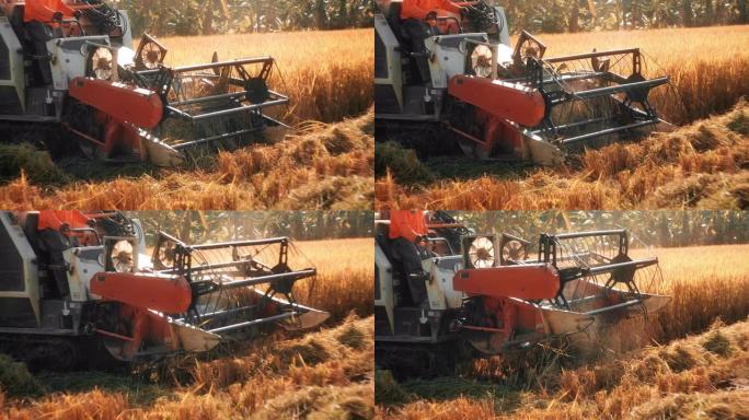 SLO MO拖拉机收割机在稻田中工作