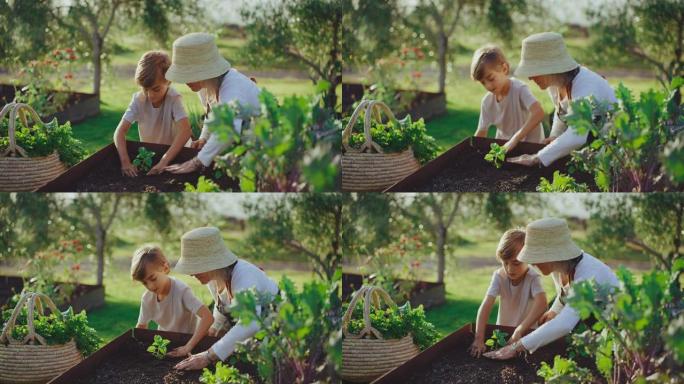和奶奶一起园艺外国人老人种花种植蔬菜