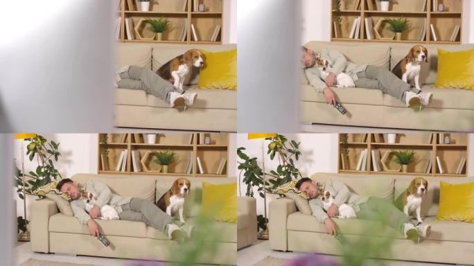 男子与两只狗在客厅的沙发上睡觉