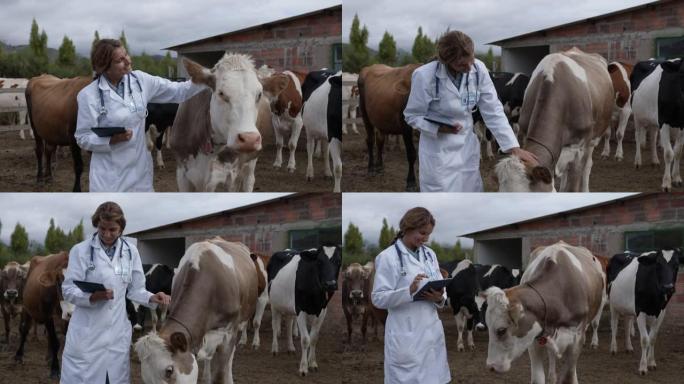 女兽医检查奶牛上的标签，然后在爱抚奶牛的同时看着平板电脑
