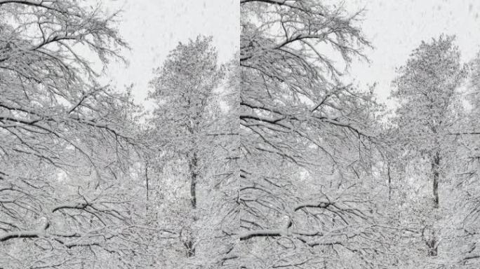 垂直: 在一个安静的空旷的公园里，田园诗般的新鲜积雪覆盖着树木。