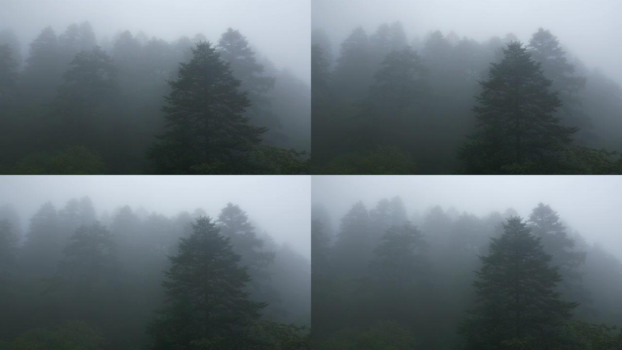雾森林树林云雾迷茫