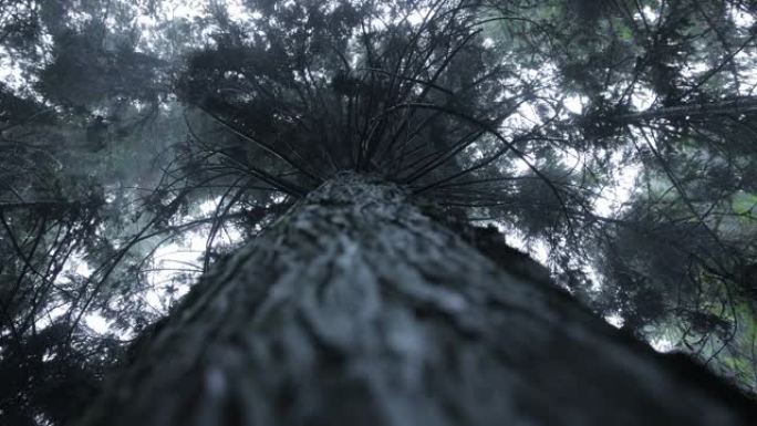 仰望森林树木淹没的雨水