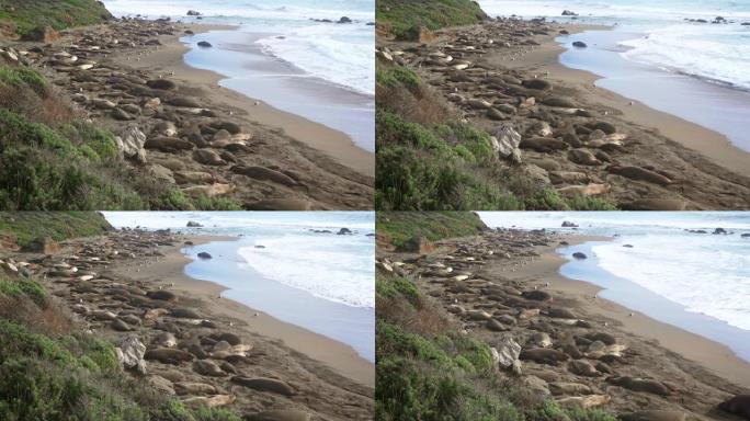 海滩上的象海豹海滩景色旅行摄影海洋生物