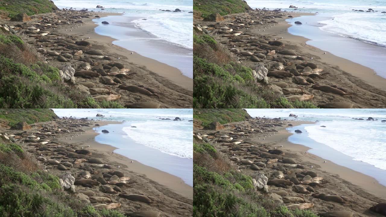 海滩上的象海豹海滩景色旅行摄影海洋生物