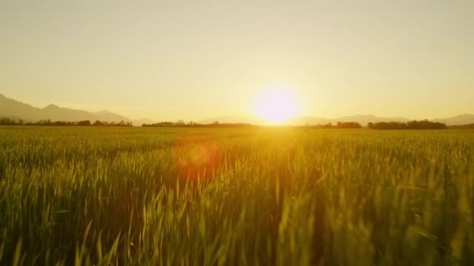 空中: 金色的夏日阳光照耀着斯洛文尼亚美丽的麦田。