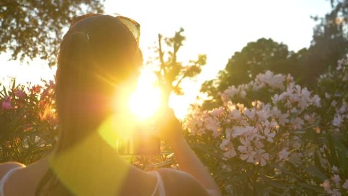 特写:一位女游客正在拍摄金色夕阳下的夹竹桃树丛。