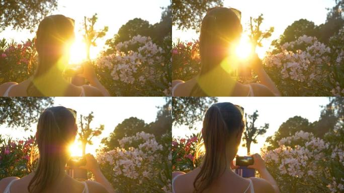 特写:一位女游客正在拍摄金色夕阳下的夹竹桃树丛。