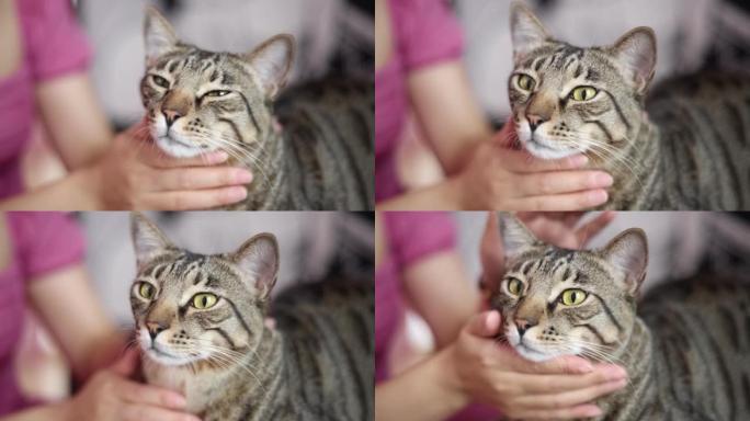 玩猫的女人宠物猫猫咪特写主人抚摸