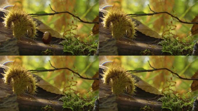 特写，dop: 栗子仁落在秋天启发的花园装饰上。