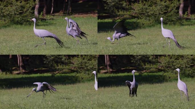 美丽壮丽的蓝鹤交配舞将物体抛向空中并跳跃，濒临灭绝的物种，南非的国鸟