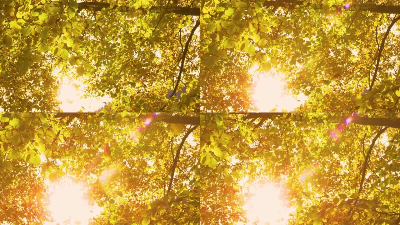 慢动作从华丽的秋天山毛榉树上轻轻落下充满活力的黄色叶子