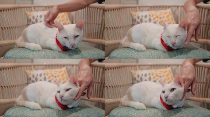 猫喜欢被主人拥抱泰国、慢动作、4k分辨率