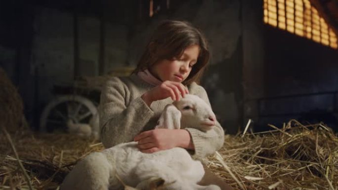 电影拍摄的快乐小女孩用爱和关怀爱抚生态生长的新生羔羊，用于农村农业农场干草仓的生物真正的羊毛工业。