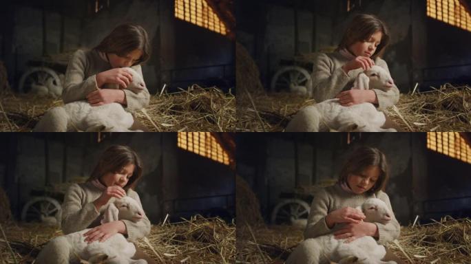 电影拍摄的快乐小女孩用爱和关怀爱抚生态生长的新生羔羊，用于农村农业农场干草仓的生物真正的羊毛工业。