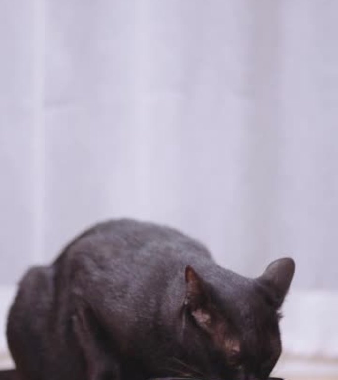 SLO MO: 黑猫坐在地板上，从厨房的金属碗里吃食物的低角度视图。