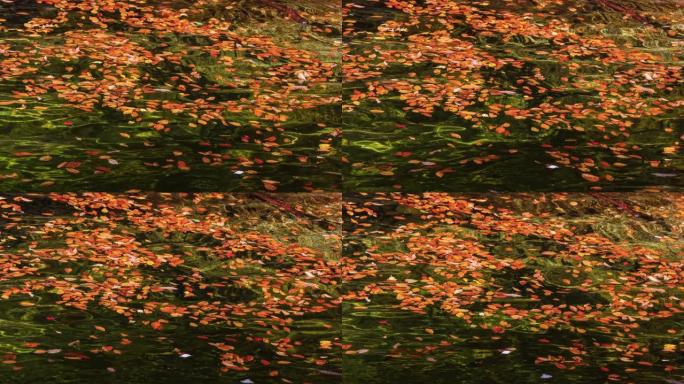 秋叶落在清澈的湖水中