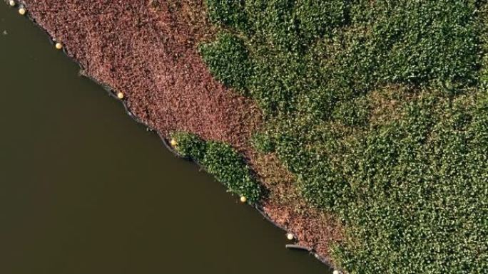 缩小入侵水葫芦水生杂草的鸟瞰图以及污染在Roodeplaat大坝上达到惊人的覆盖范围