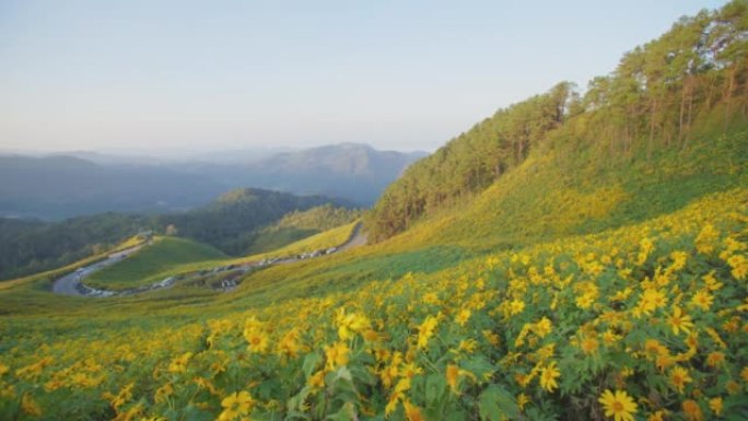 泰国北部蓝天下黄色绽放的墨西哥向日葵。
