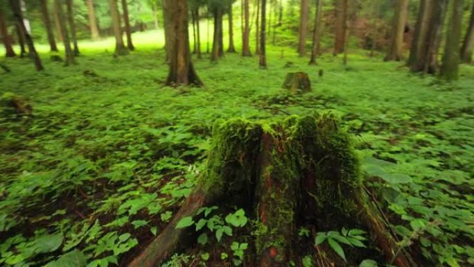 森林里长满苔藓的老树桩
