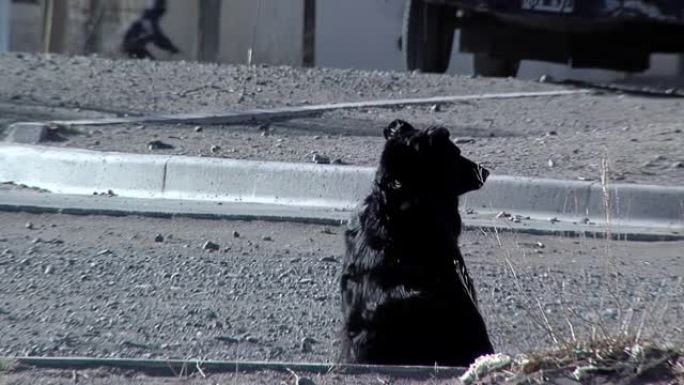 一条坐在阿根廷胡胡伊省蒂尔卡拉土街上的垃圾黑狗附近的街道上的狗。