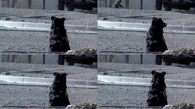 一条坐在阿根廷胡胡伊省蒂尔卡拉土街上的垃圾黑狗附近的街道上的狗。