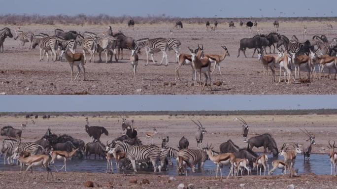 在纳米比亚埃托沙国家公园的水坑中，包括斑马，跳羚，牛羚，羚羊 (gemsbok) 在内的各种动物群的