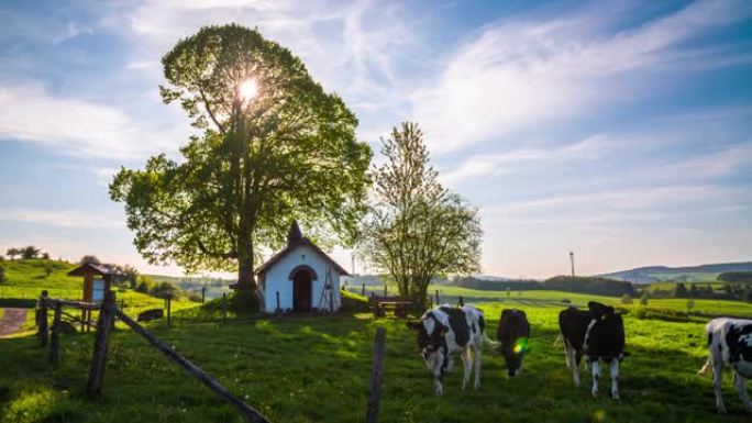 德国有奶牛的田园诗般的牧场-鹤射击