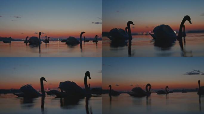 漂浮在湖上的天鹅野生动物保护生物多样性飞