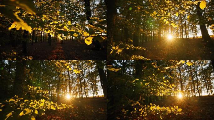 CS太阳透过树木闪耀美丽的动画镜头耀斑，粒子