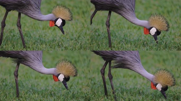慢动作特写镜头一只美丽的灰色冠鹤在草地上寻找昆虫