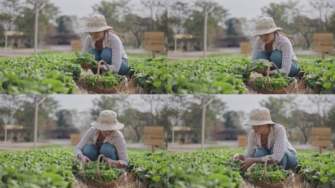 亚洲农民采摘菠菜她在菜园种植