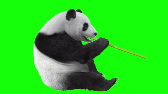 熊猫熊吃竹子可爱素材国宝