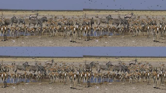 在纳米比亚埃托沙国家公园的水坑里喝酒的各种动物群的特写视图，包括羚羊 (gemsbok)，斑马和跳羚