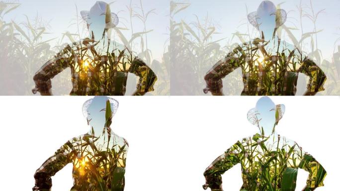 T/L
日出时农民对玉米田的剪影