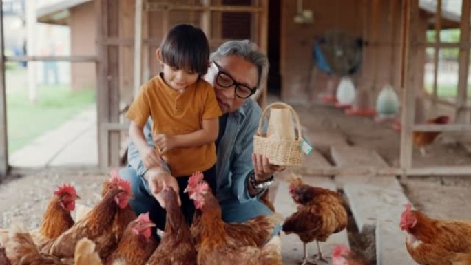 小男孩用善良的祖父照顾鸡肉。