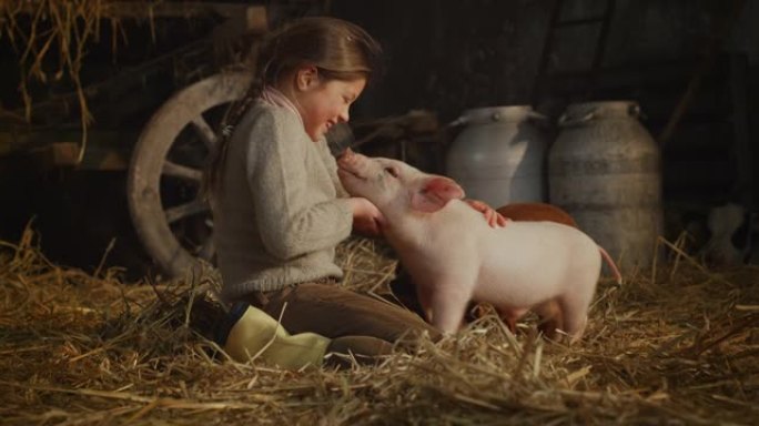 快乐小女孩的电影镜头是用爱和关怀爱抚生态生长的新生粉色仔猪，用于农村养猪场猪圈的生物正品产品行业。