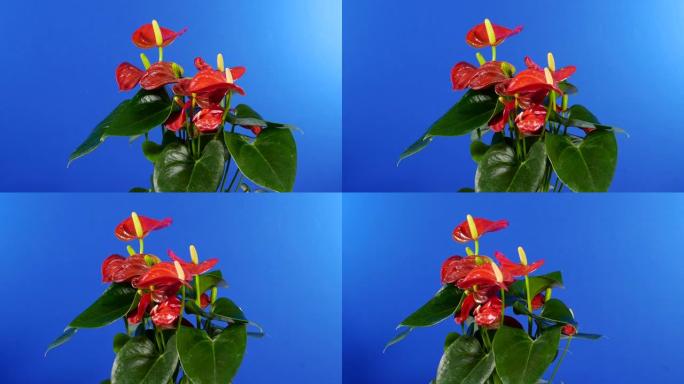 在异国情调的花卉植物周围移动-合成蓝屏