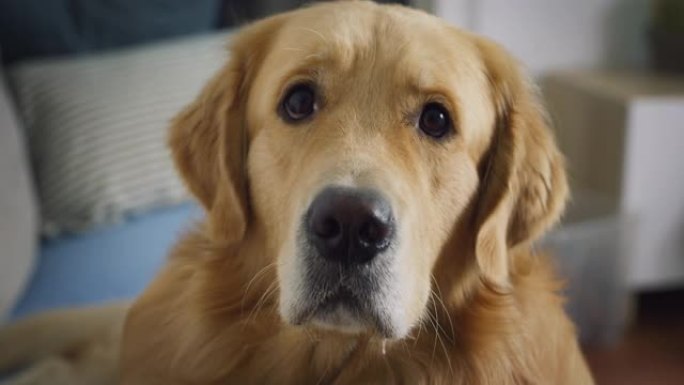 可爱的忠诚的金毛猎犬狗的肖像坐在客厅的沙发上，看着相机。高质量的血统标本带着爱看着他的主人。家庭宠物