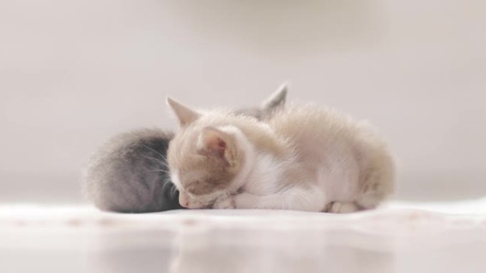 睡蓬松的猫睡蓬松的猫小猫