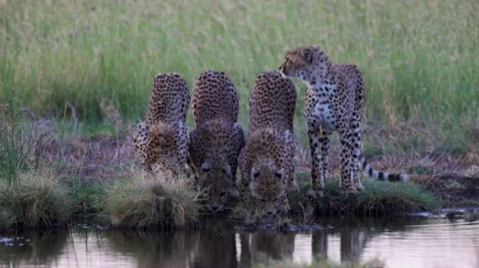 在非洲大草原的一个水坑中，四只猎豹饮用水的慢动作特写